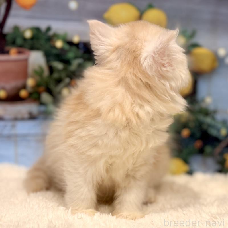 販売中の岐阜県のミヌエット-132034の6枚目