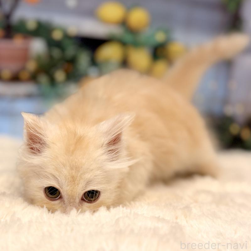 販売中の岐阜県のミヌエット-132034の5枚目