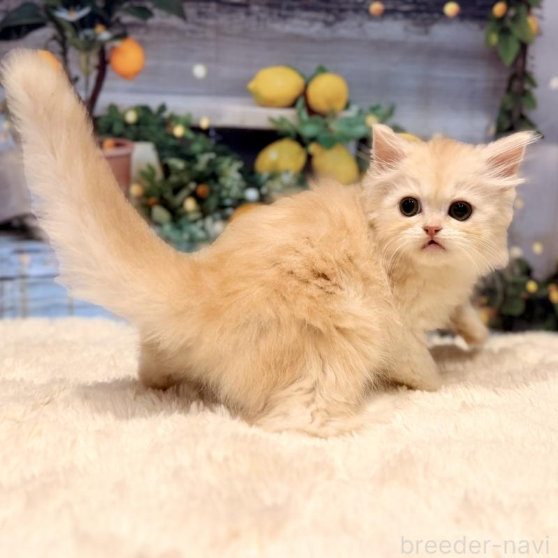 販売中の岐阜県のミヌエット-132034の4枚目