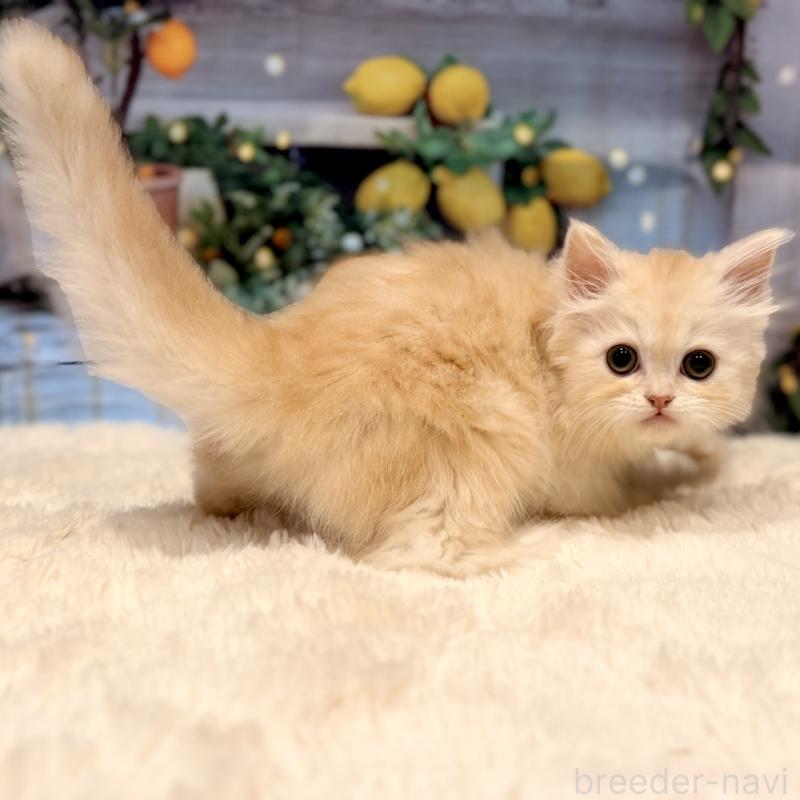 販売中の岐阜県のミヌエット-132034の3枚目