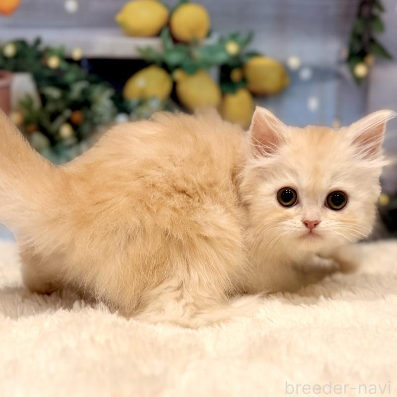 販売中の岐阜県のミヌエット-132034の2枚目