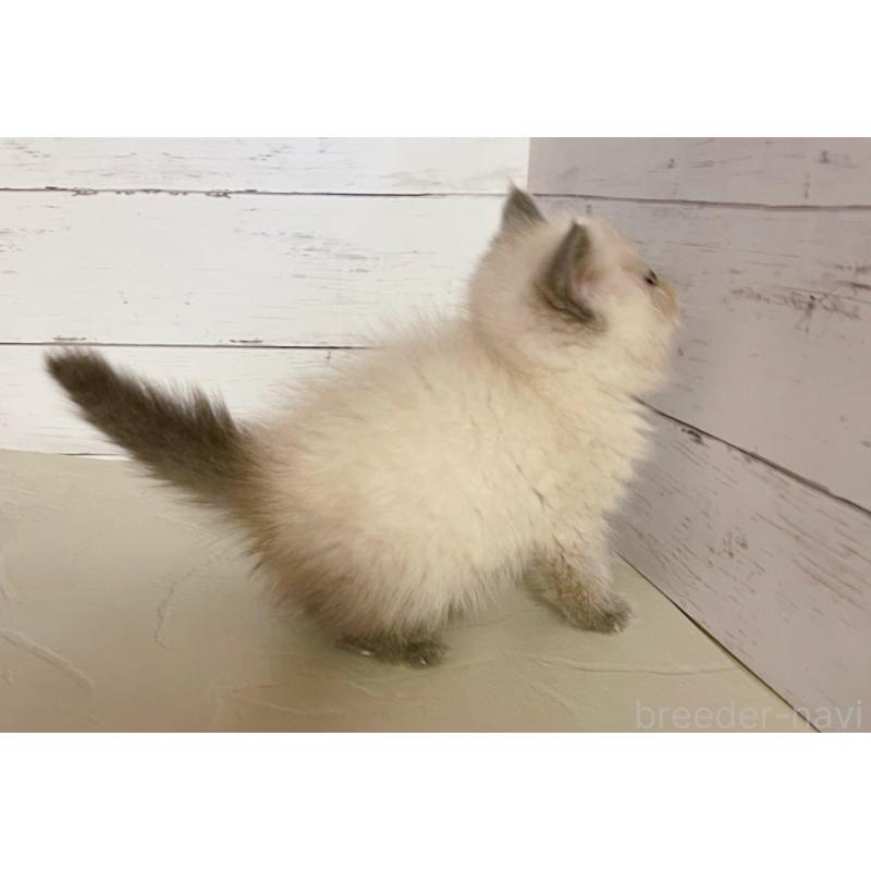 販売中の東京都のエキゾチックショートヘア-132035の3枚目