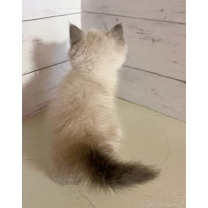 販売中の東京都のエキゾチックショートヘア-132035の2枚目