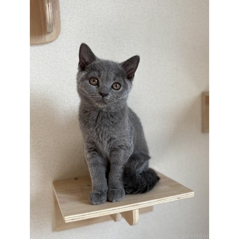 販売中の広島県のブリティッシュショートヘア-129001の4枚目