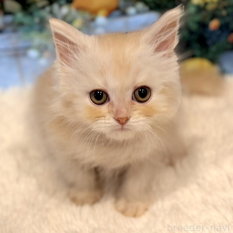 販売中の岐阜県のミヌエット-132036