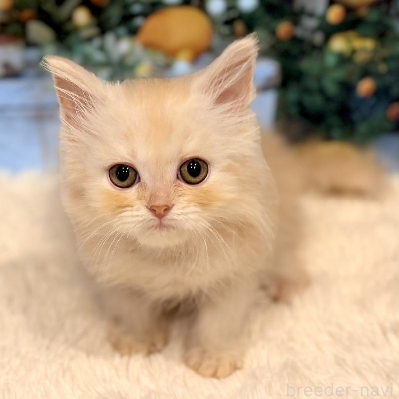 販売中の岐阜県のミヌエット-132036の8枚目