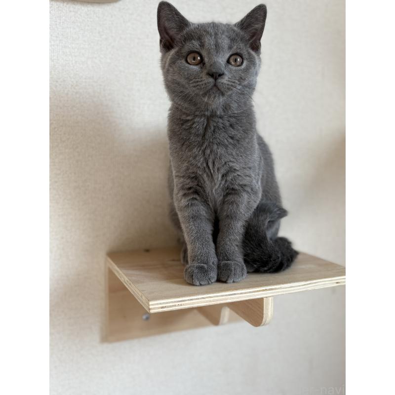 販売中の広島県のブリティッシュショートヘア-129001の3枚目