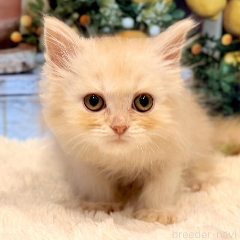 販売中の岐阜県のミヌエット-132036の6枚目