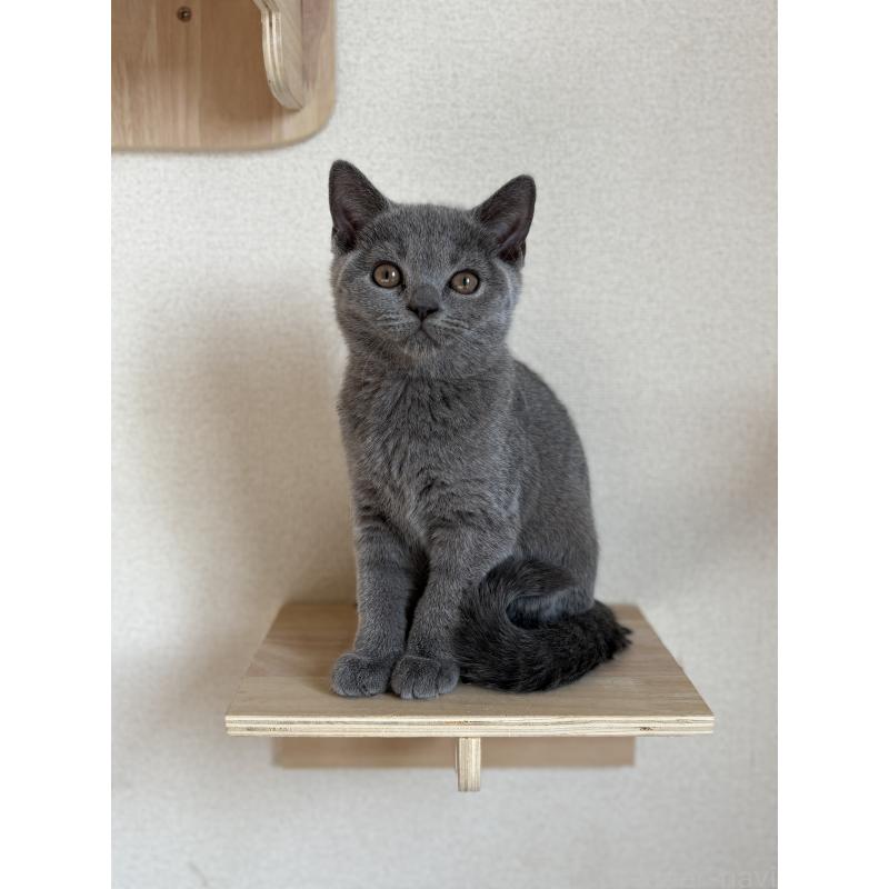 販売中の広島県のブリティッシュショートヘア-129001の2枚目