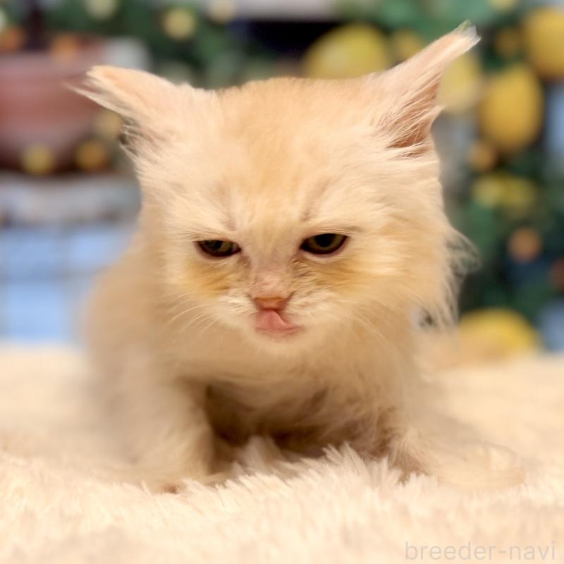 販売中の岐阜県のミヌエット-132036の4枚目