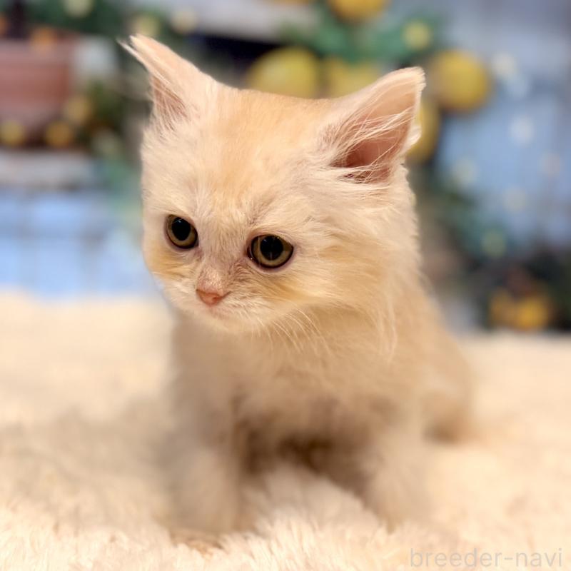 販売中の岐阜県のミヌエット-132036の3枚目