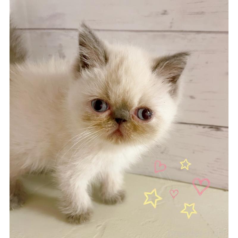 販売中の東京都のエキゾチックショートヘア-132037の4枚目