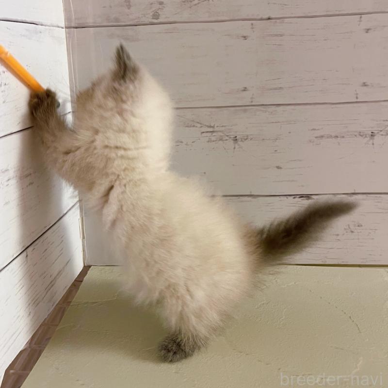 販売中の東京都のエキゾチックショートヘア-132037の3枚目