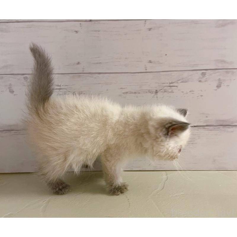 販売中の東京都のエキゾチックショートヘア-132037の2枚目