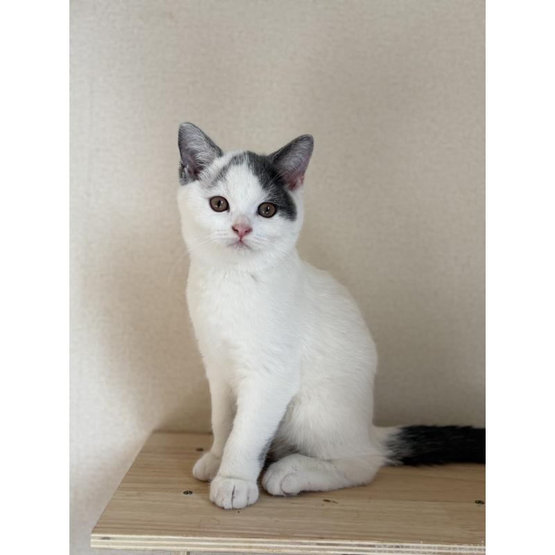 販売中の広島県のブリティッシュショートヘア-129002の3枚目