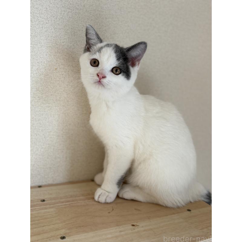 販売中の広島県のブリティッシュショートヘア-129002の2枚目