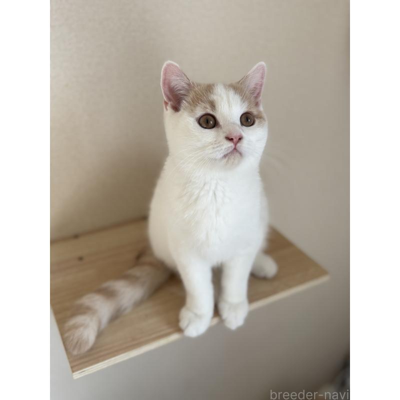 販売中の広島県のブリティッシュショートヘア-129004の4枚目