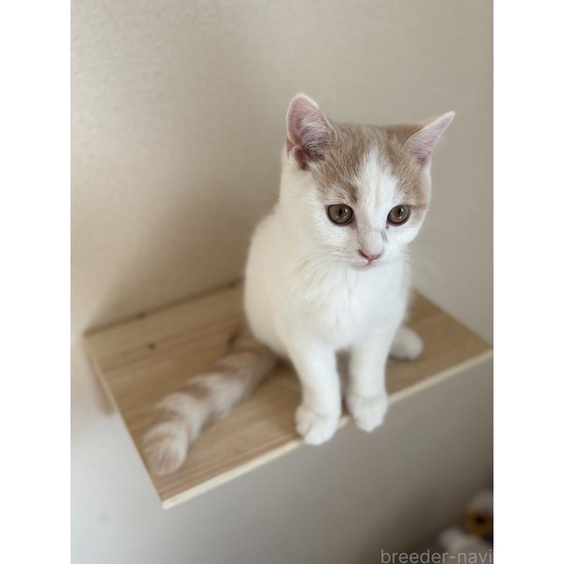 販売中の広島県のブリティッシュショートヘア-129004の3枚目