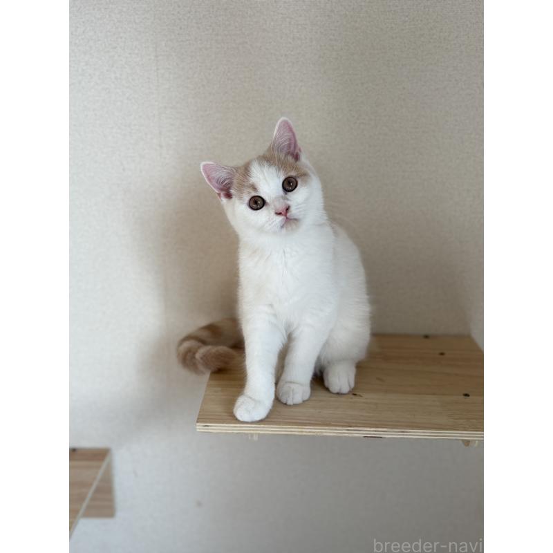 販売中の広島県のブリティッシュショートヘア-129004の2枚目