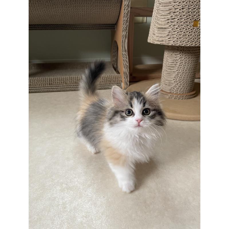 販売中の埼玉県のマンチカン(短足)-131117