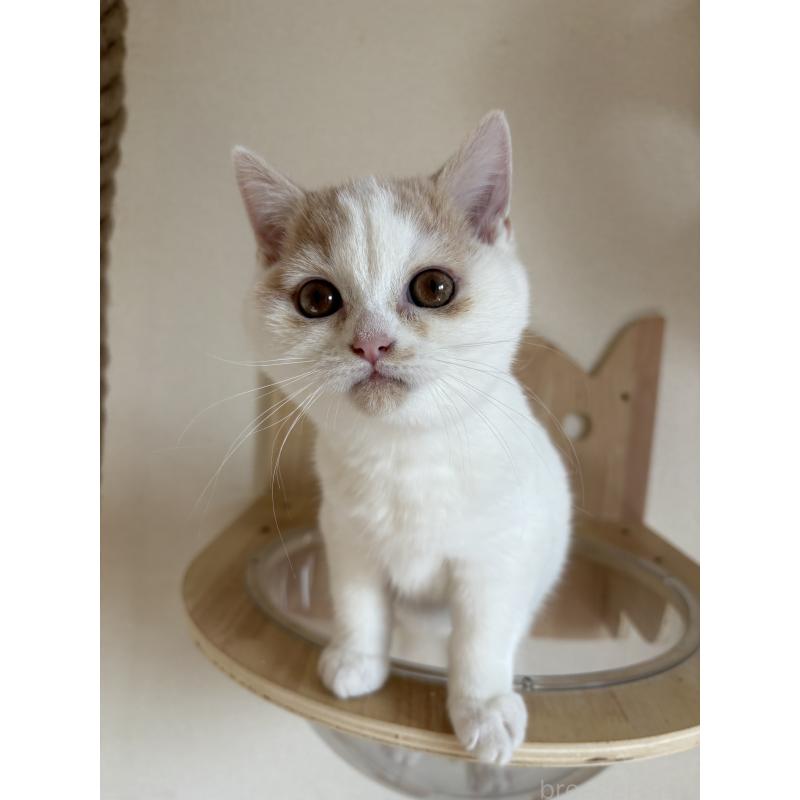 販売中の広島県のブリティッシュショートヘア-129414の4枚目