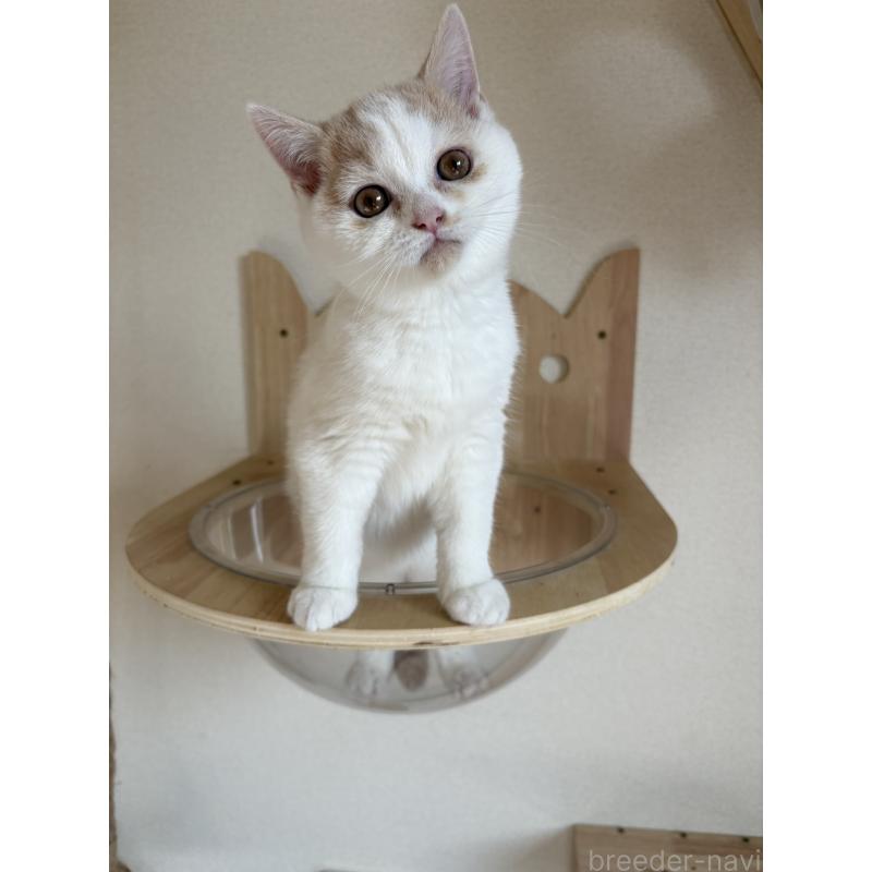 販売中の広島県のブリティッシュショートヘア-129414の3枚目