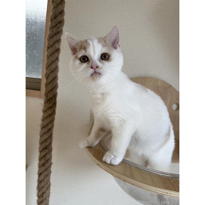 販売中の広島県のブリティッシュショートヘア-129414の2枚目