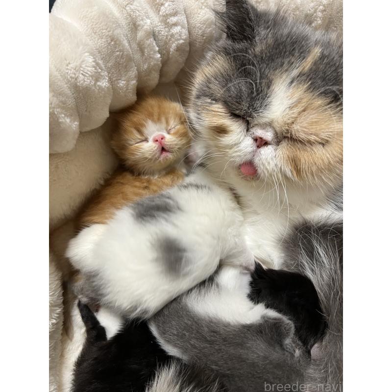 商談中の宮城県のエキゾチックショートヘア-131425の5枚目