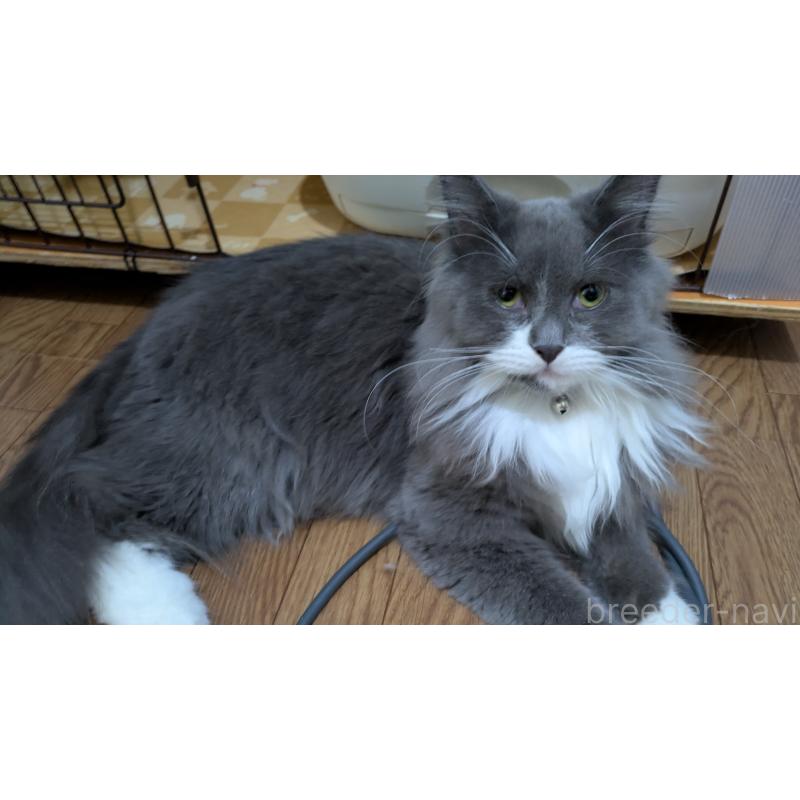 販売中の大阪府のミヌエット-120590の4枚目