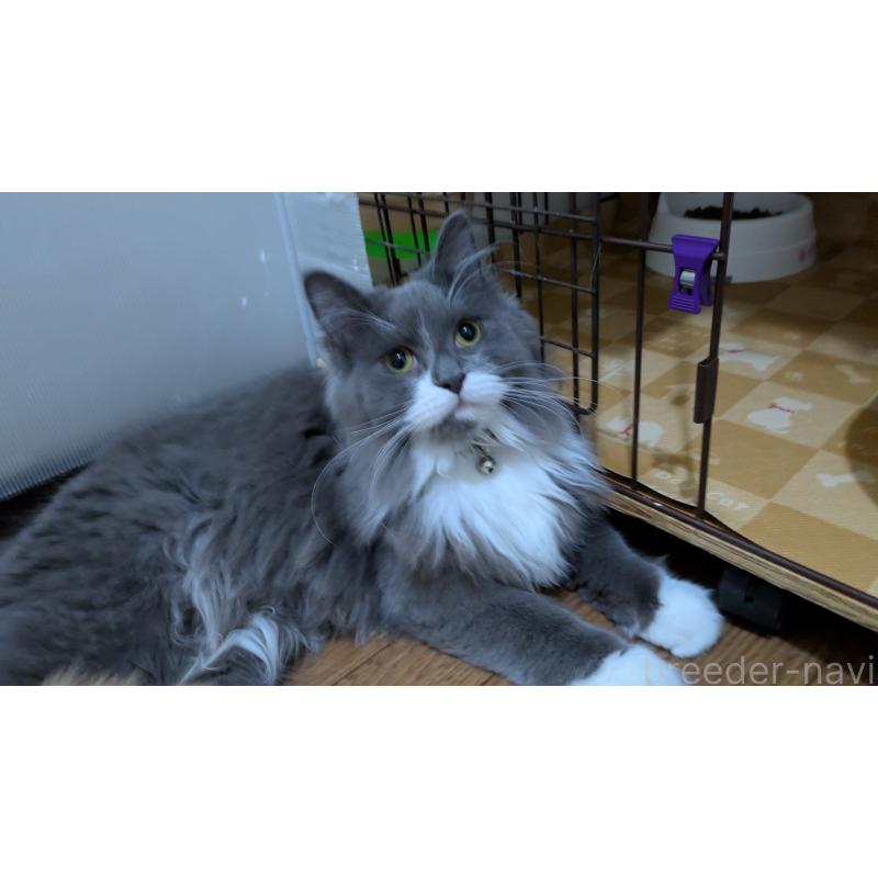 販売中の大阪府のミヌエット-120590の3枚目