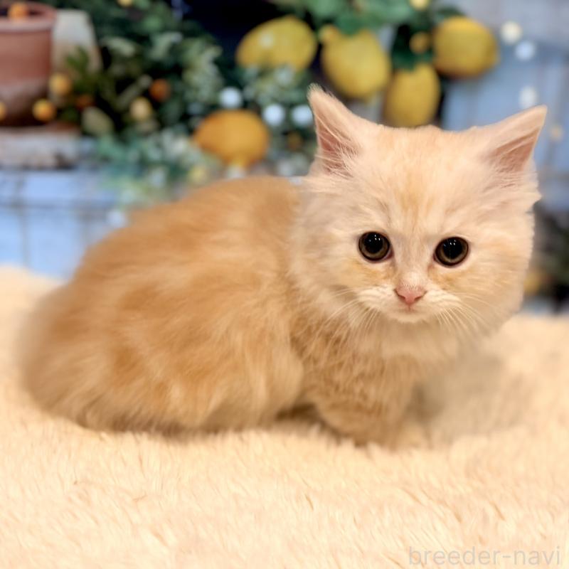 販売中の岐阜県のミヌエット(短足)-132038の8枚目