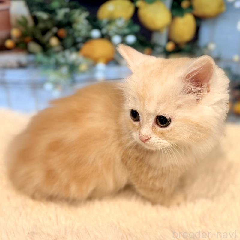 販売中の岐阜県のミヌエット(短足)-132038の7枚目