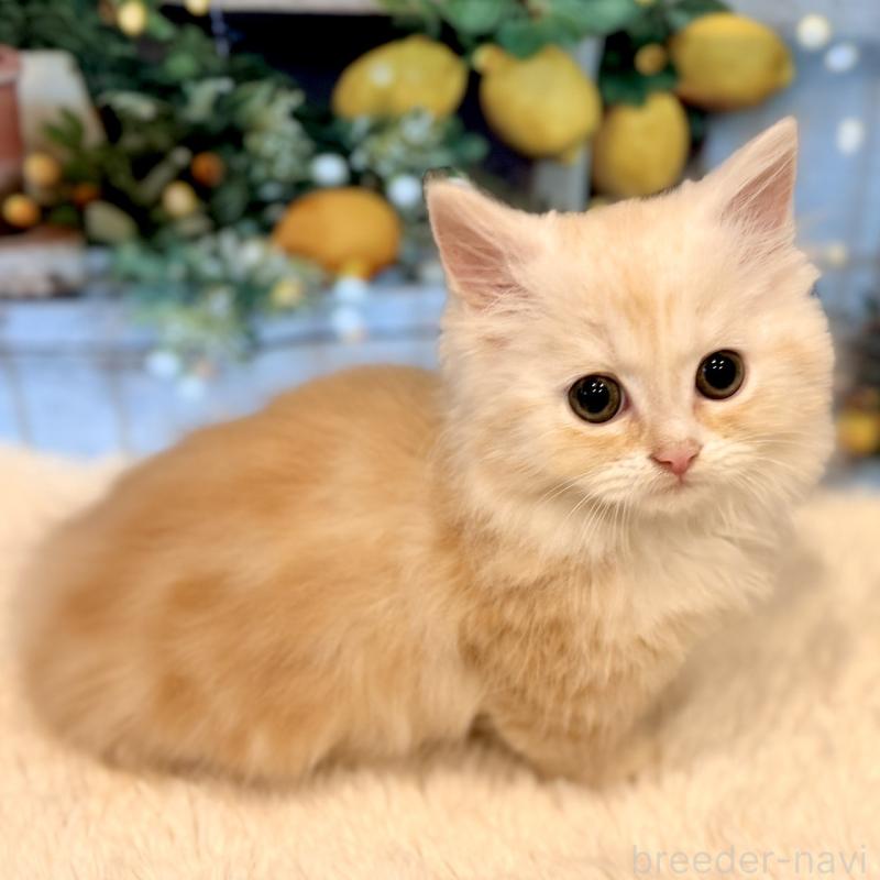 販売中の岐阜県のミヌエット(短足)-132038