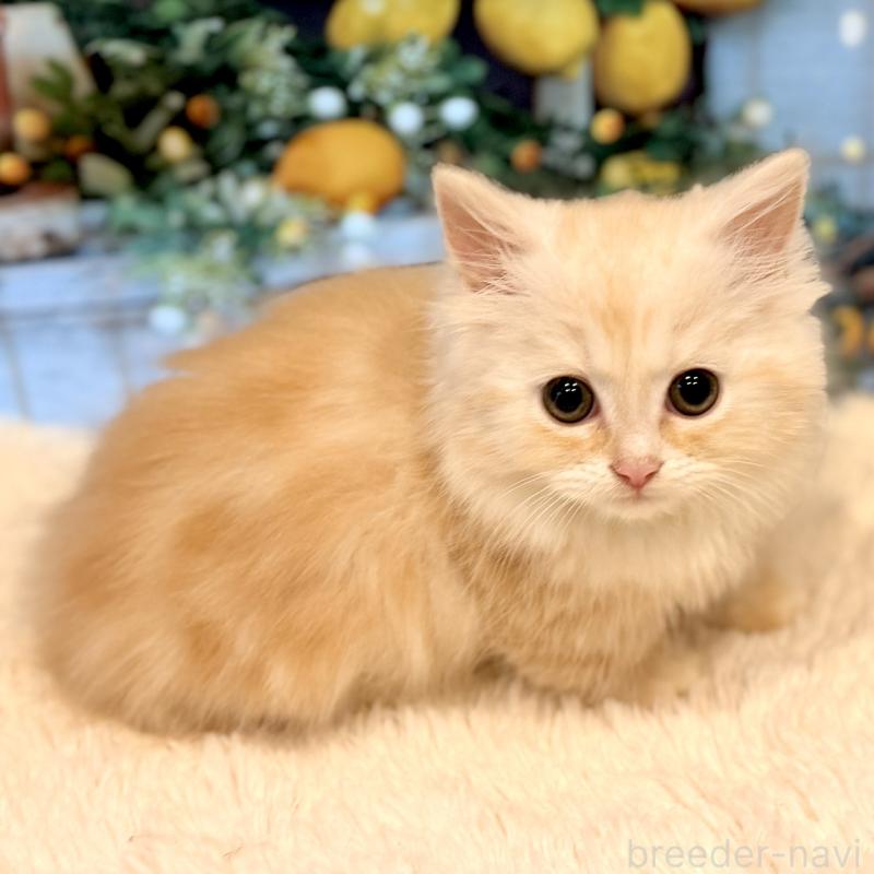 販売中の岐阜県のミヌエット(短足)-132038の6枚目