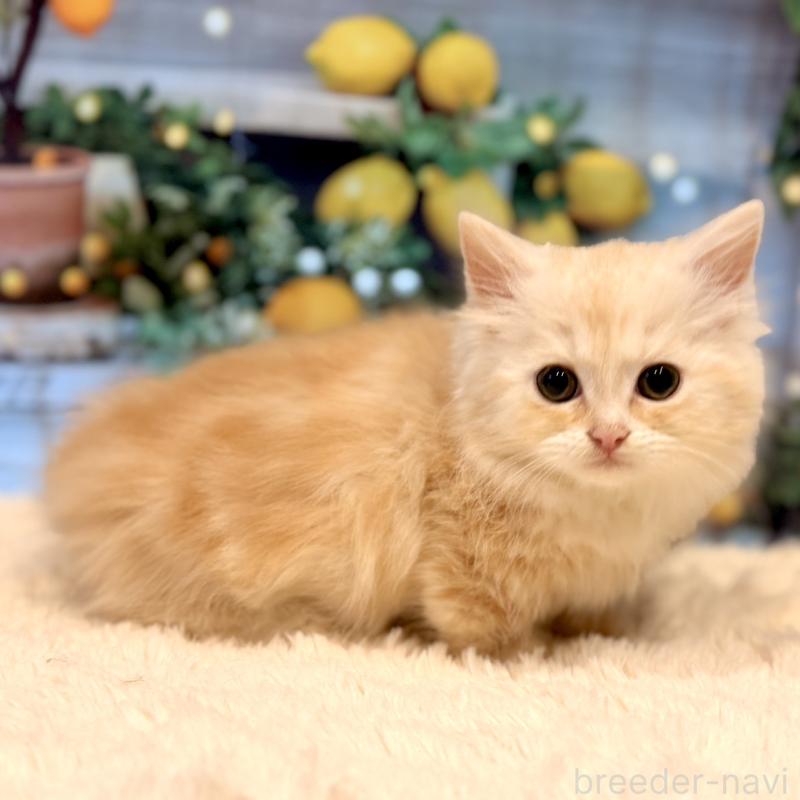 販売中の岐阜県のミヌエット(短足)-132038の5枚目