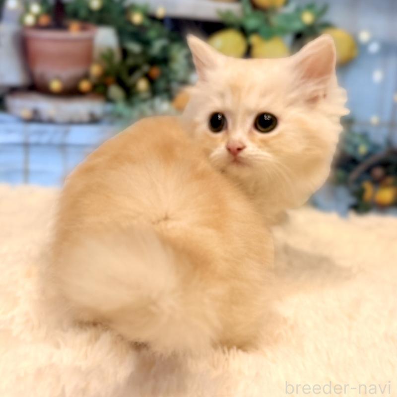 販売中の岐阜県のミヌエット(短足)-132038の4枚目