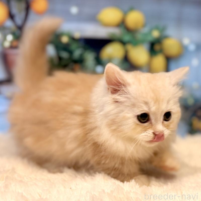 販売中の岐阜県のミヌエット(短足)-132038の2枚目