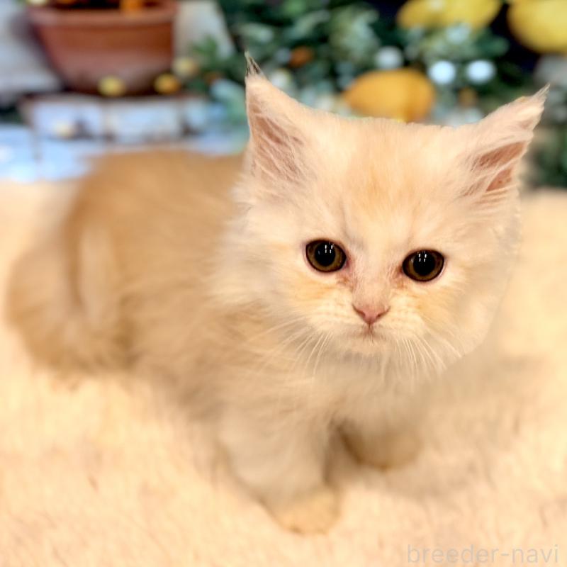 販売中の岐阜県のミヌエット(短足)-132040の8枚目