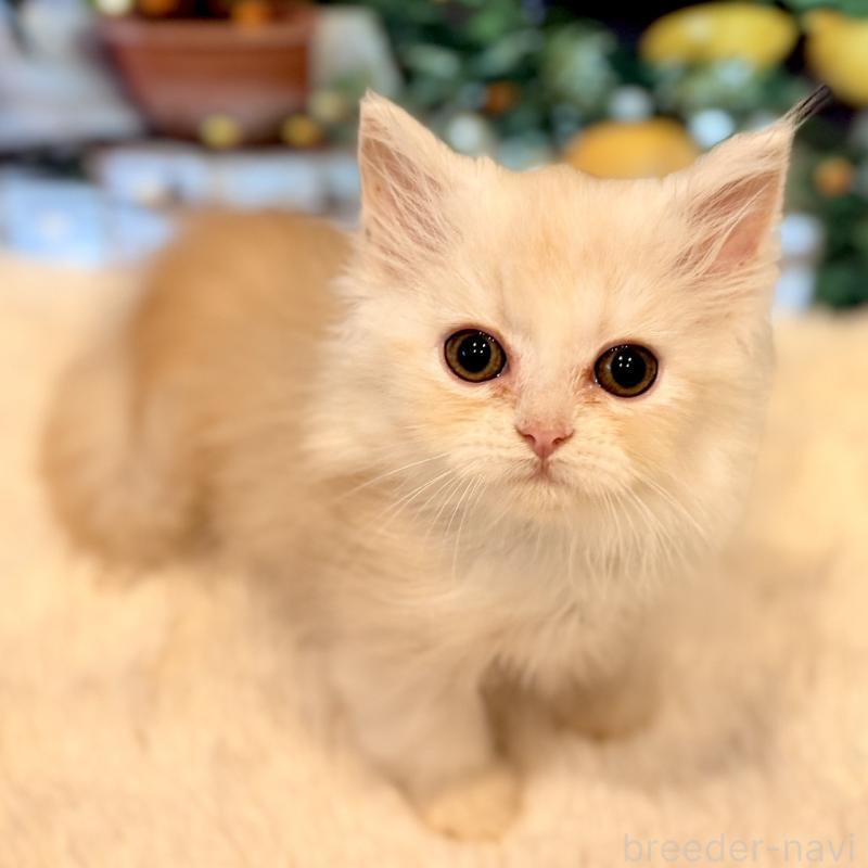 販売中の岐阜県のミヌエット(短足)-132040の1枚目