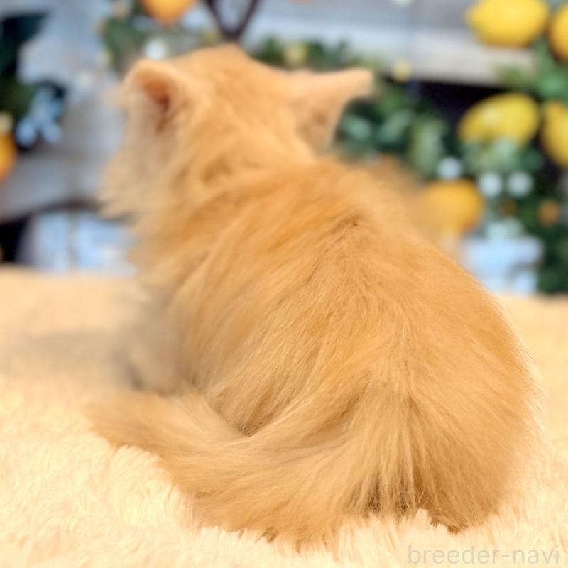 販売中の岐阜県のミヌエット(短足)-132040の6枚目