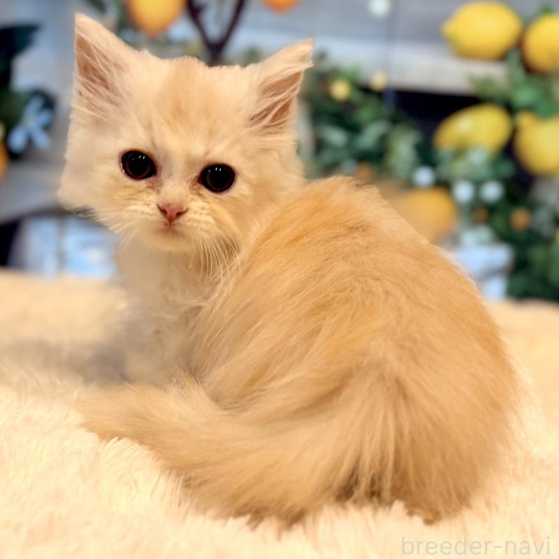 販売中の岐阜県のミヌエット(短足)-132040の5枚目