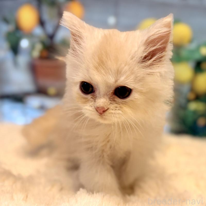 販売中の岐阜県のミヌエット(短足)-132040の3枚目