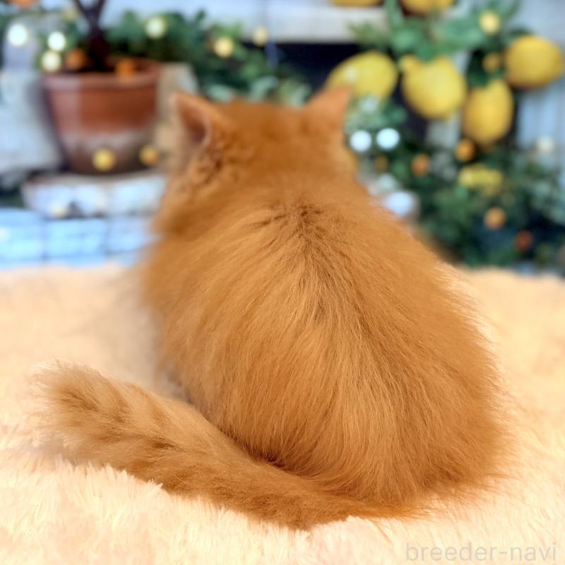 販売中の岐阜県のミヌエット(短足)-132041の6枚目