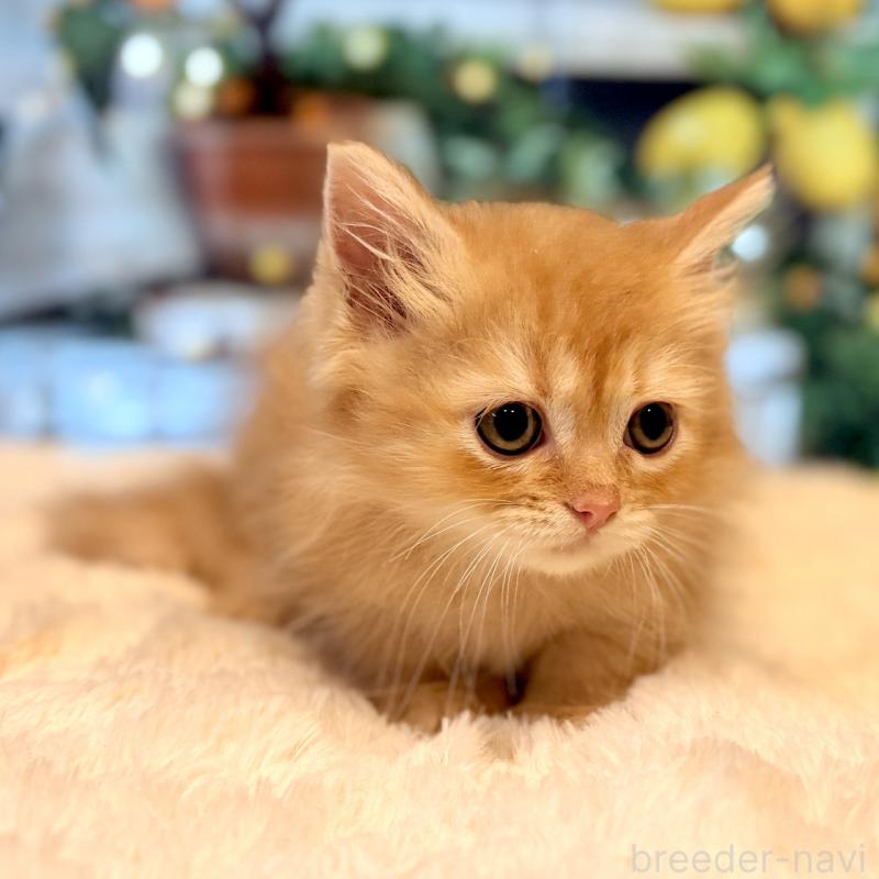 販売中の岐阜県のミヌエット(短足)-132041の4枚目