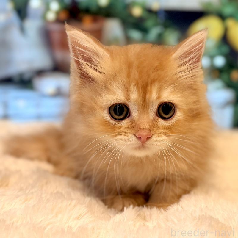 販売中の岐阜県のミヌエット(短足)-132041の3枚目