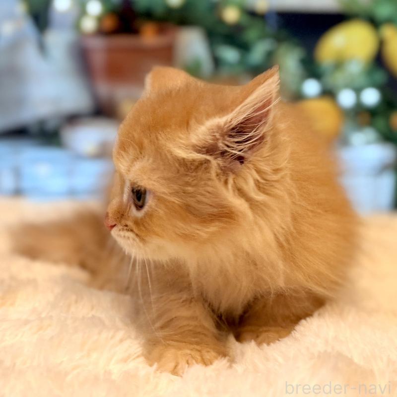 販売中の岐阜県のミヌエット(短足)-132041の2枚目