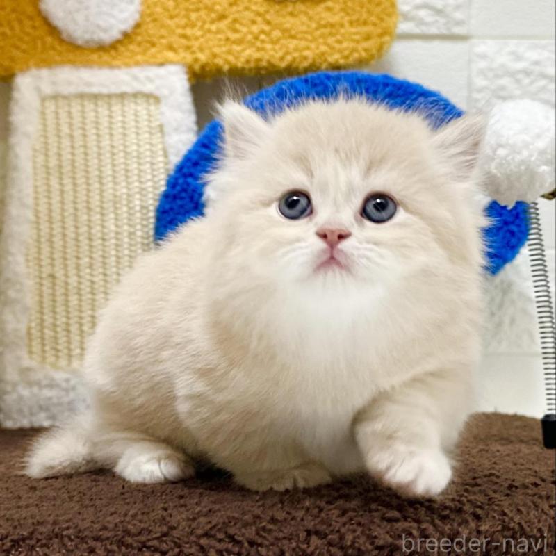 販売中の三重県のミヌエット(短足)-132042の1枚目