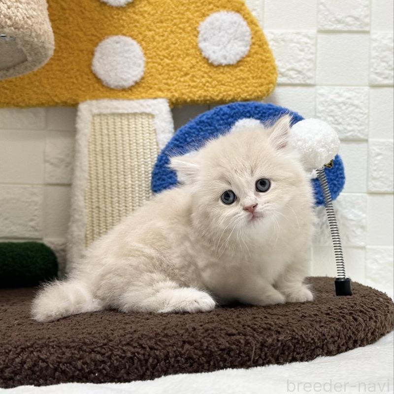 販売中の三重県のミヌエット(短足)-132042の5枚目