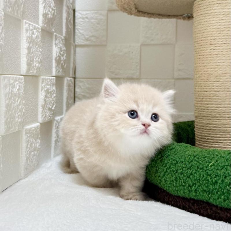 販売中の三重県のミヌエット(短足)-132042の4枚目