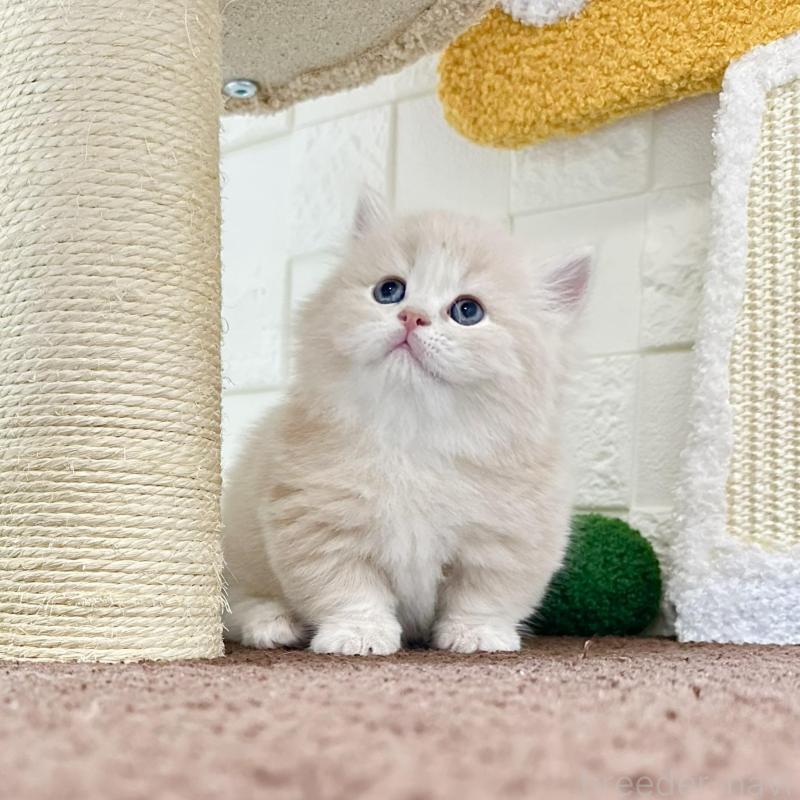 販売中の三重県のミヌエット(短足)-132042の3枚目